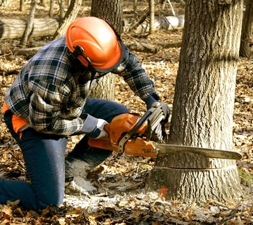 Tree Removal in Bradford, RI
